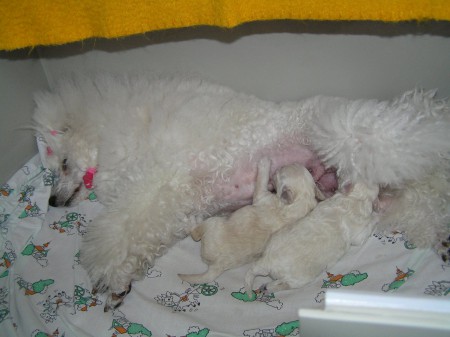 Dorly štěňátka 10. den